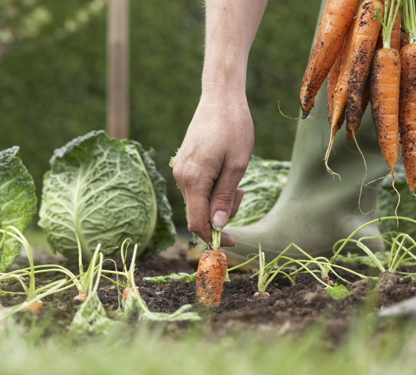 Organic vegetables garden tips