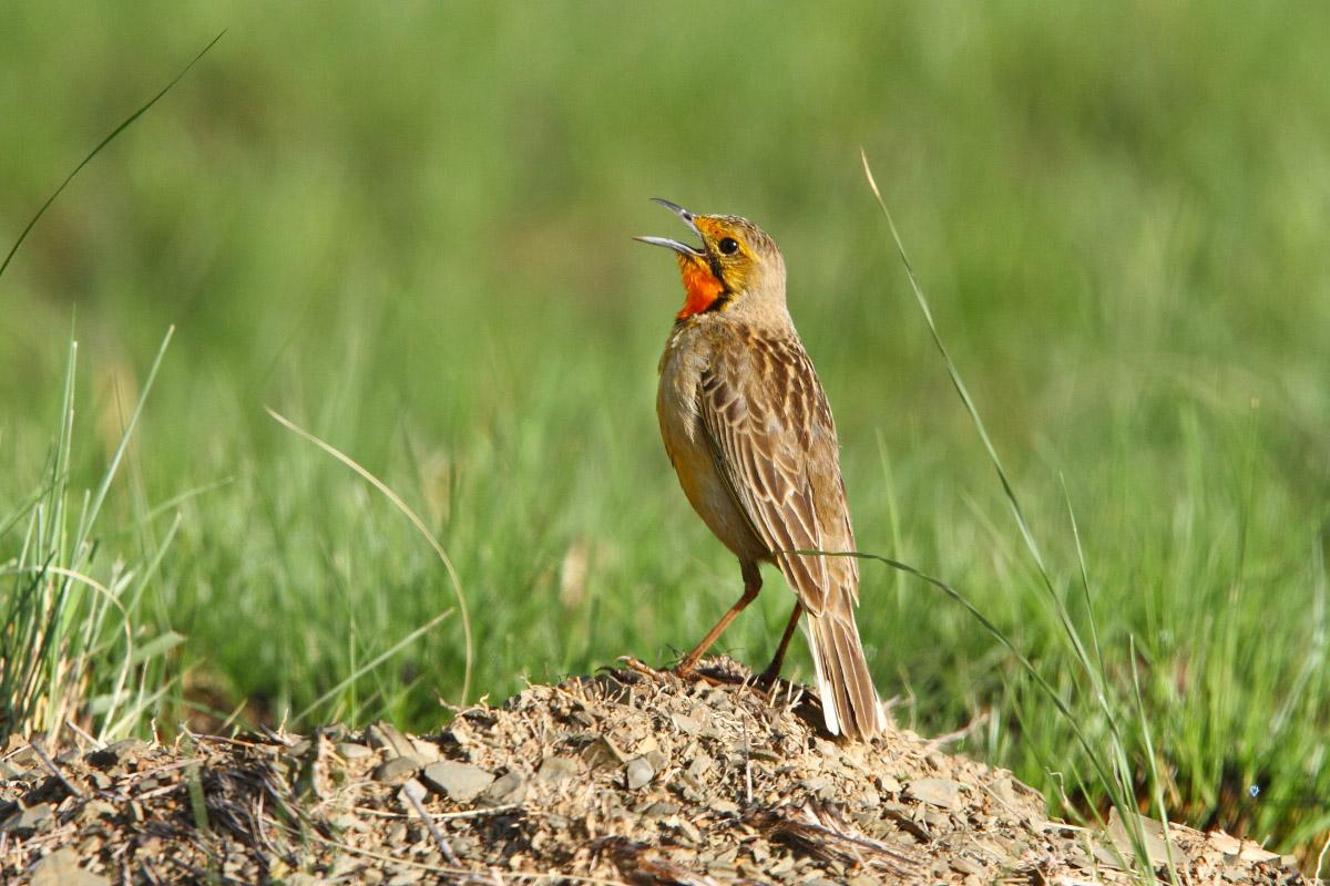 Rockjumper Birding | Garlington Estate